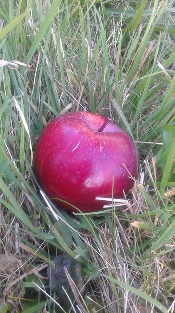 eperalma received_280882782422178 - 23- FRUCTE DIN GRADINA