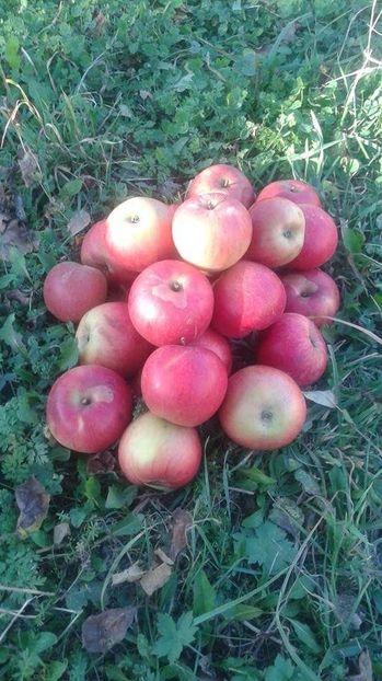 received_280882775755512 - 23- FRUCTE DIN GRADINA