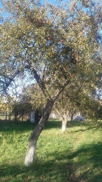 received_280882812422175 - 23- FRUCTE DIN GRADINA