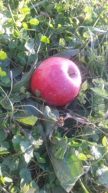 solyomalma received_280882752422181 - 23- FRUCTE DIN GRADINA