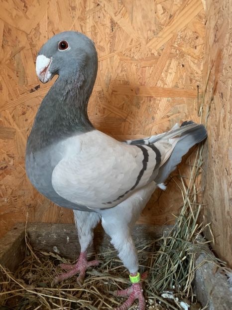 2017 - Germani de frumusete Femele pentru 2019