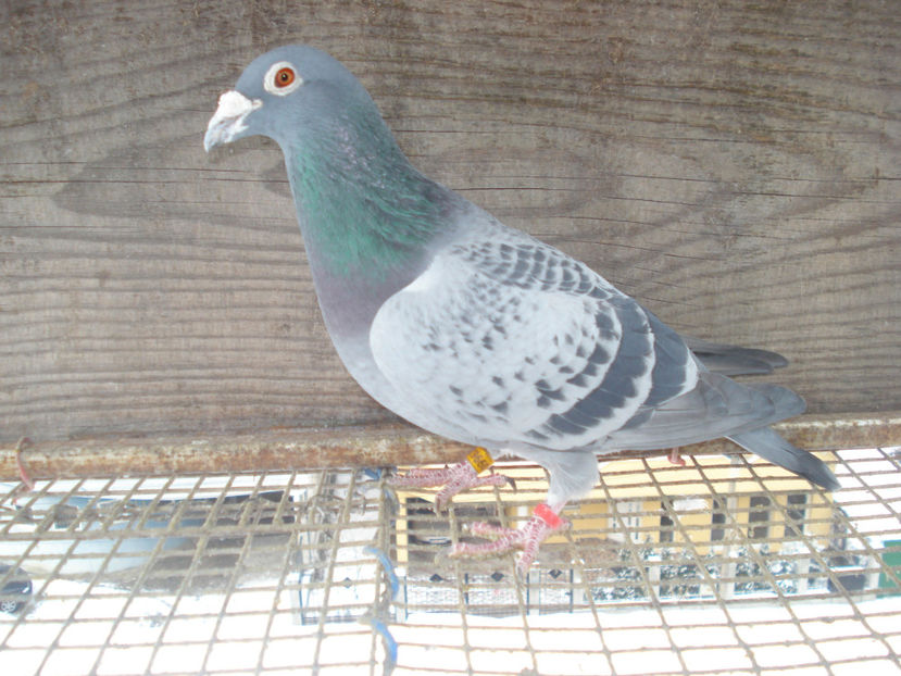 FIU 280 CU SORA CUIB 678 - masculi