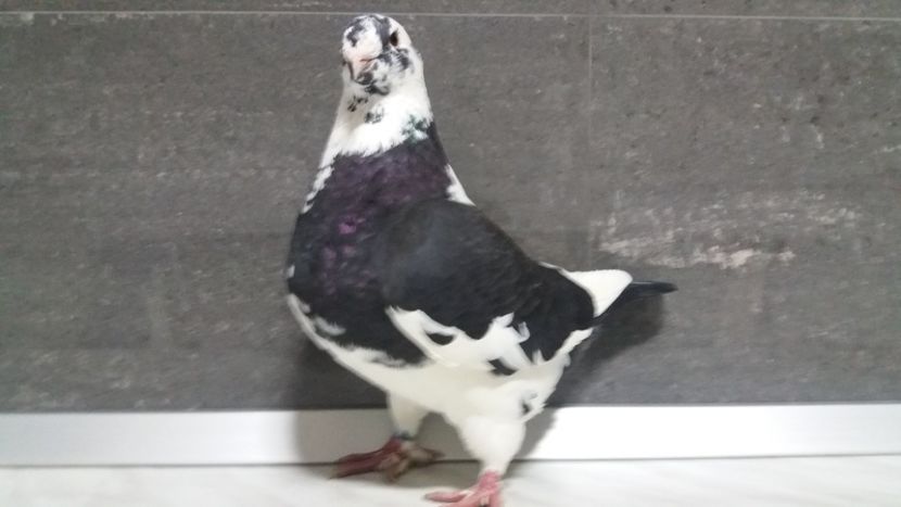 0-1 2018 - matca 2019