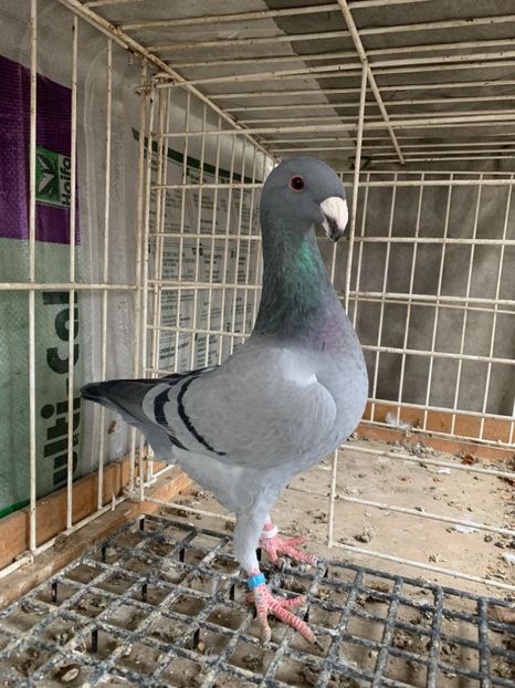 2018 - Germani de frumusete Femele pentru 2019