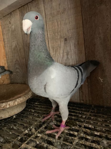 2016 - Germani de frumusete Femele pentru 2019