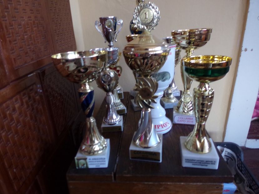  - 01-REZULTATELE CUPE DIPLOME