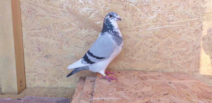  - Standard românesc 2018