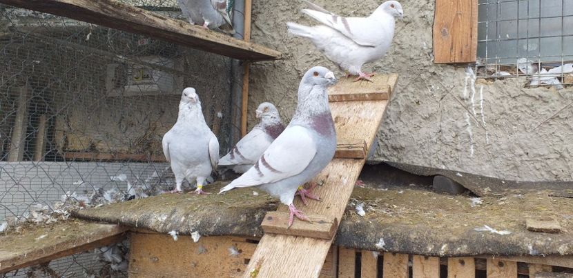  - Standard românesc 2018