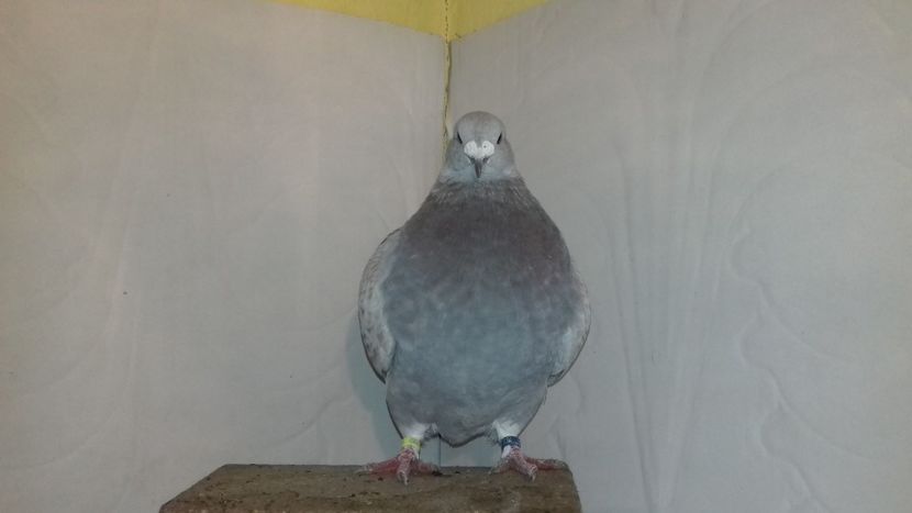  - Standard românesc 2018