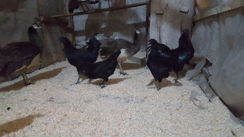  - A- Ayam Cemani 2019-2020