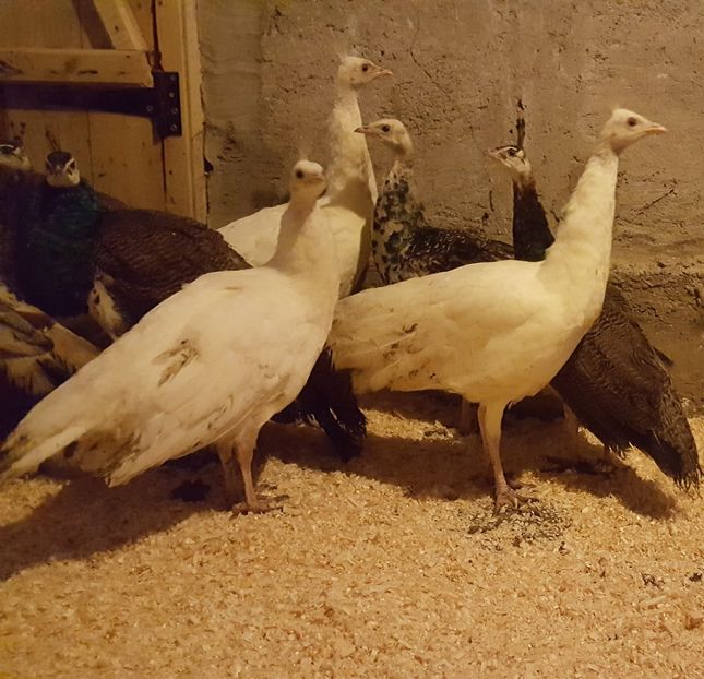  - A- Păuni - Tineret 2018