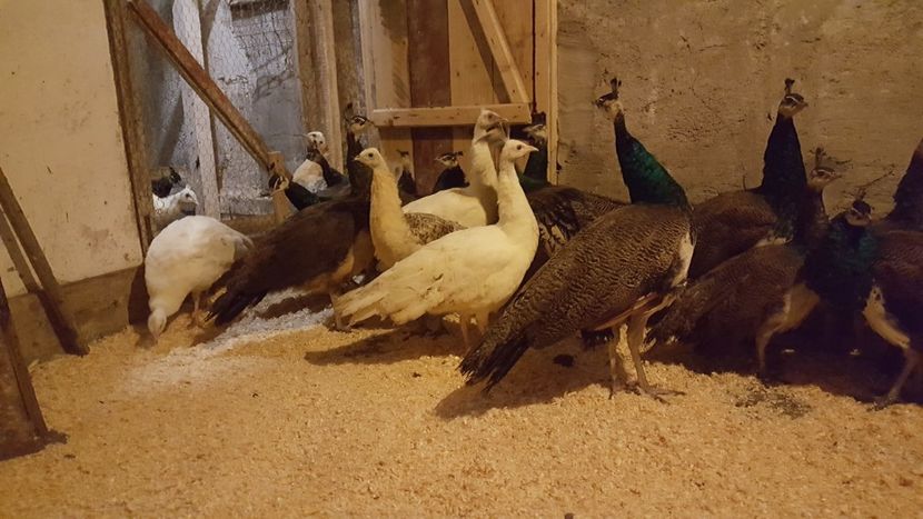  - A- Păuni - Tineret 2018