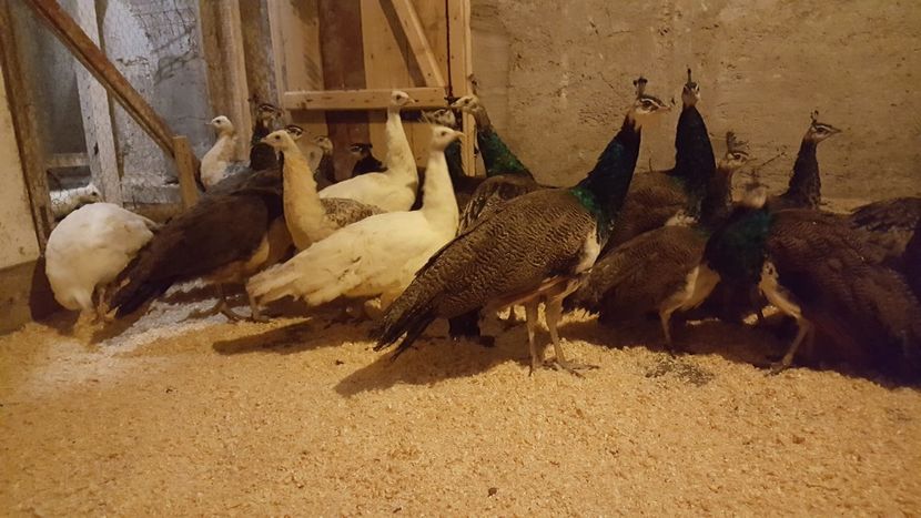  - A- Păuni - Tineret 2018