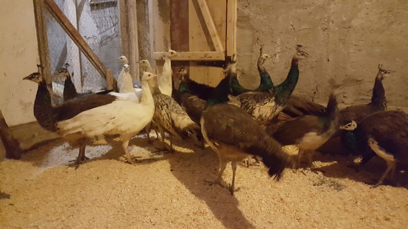  - A- Păuni - Tineret 2018