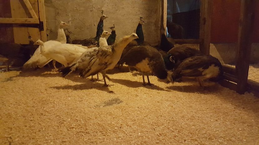  - A- Păuni - Tineret 2018