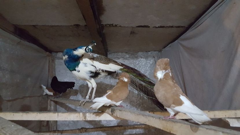  - A- Porumbei Gulerati Capucino 2019-2020