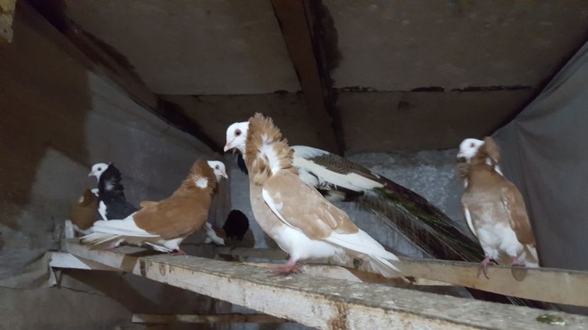  - A- Porumbei Gulerati Capucino 2019-2020