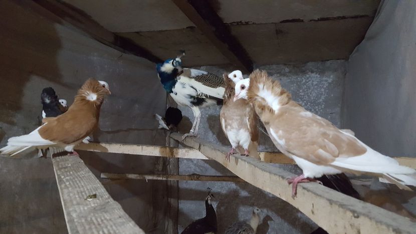  - A- Porumbei Gulerati Capucino 2019-2020