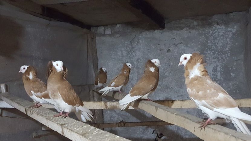  - A- Porumbei Gulerati Capucino 2019-2020