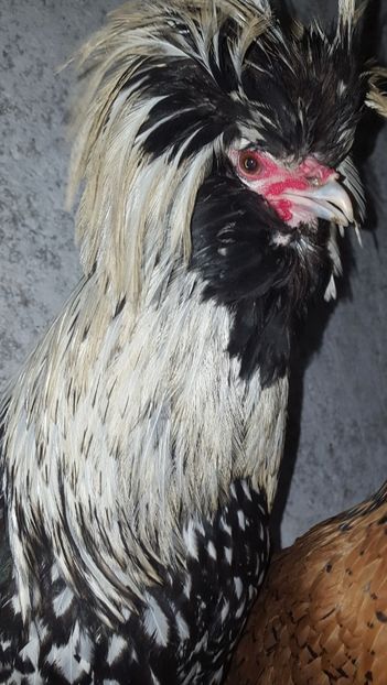  - A- Paduana Argintie 2019-2020