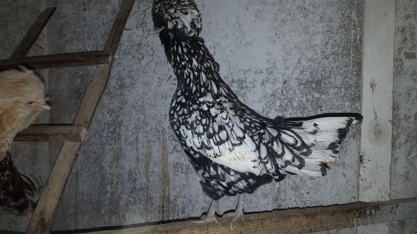  - A- Paduana Argintie 2019-2020