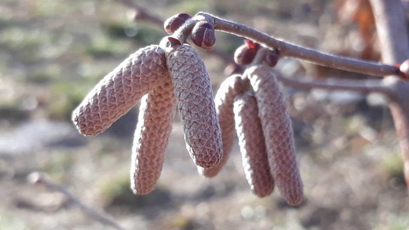 Alun rosu - Primavara 2019-2022