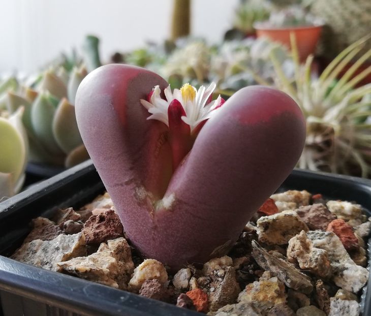  - Lithops