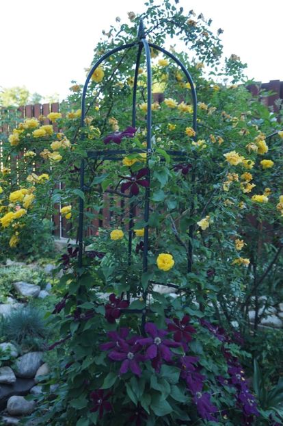  - Persian Yellow