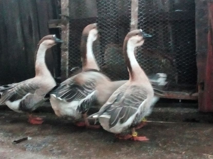  - Gâște africane de vanzare 2019