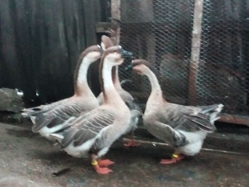  - Gâște africane de vanzare 2019