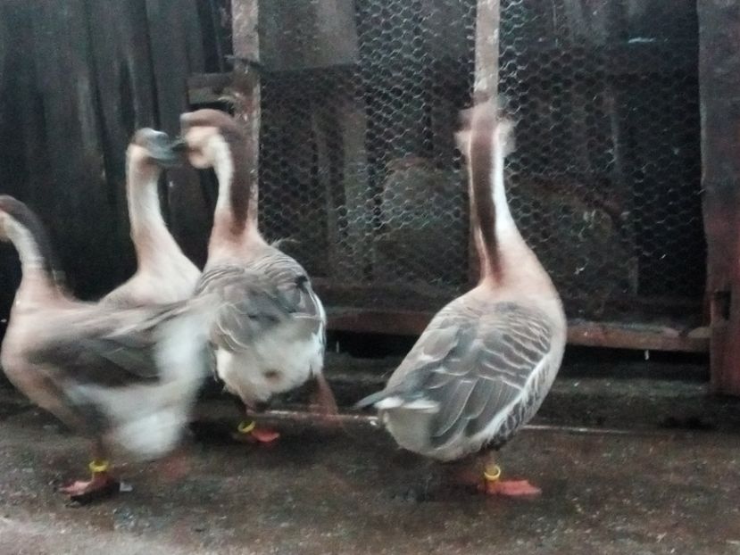  - Gâște africane de vanzare 2019