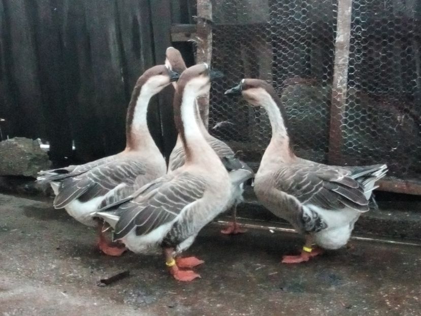  - Gâște africane de vanzare 2019