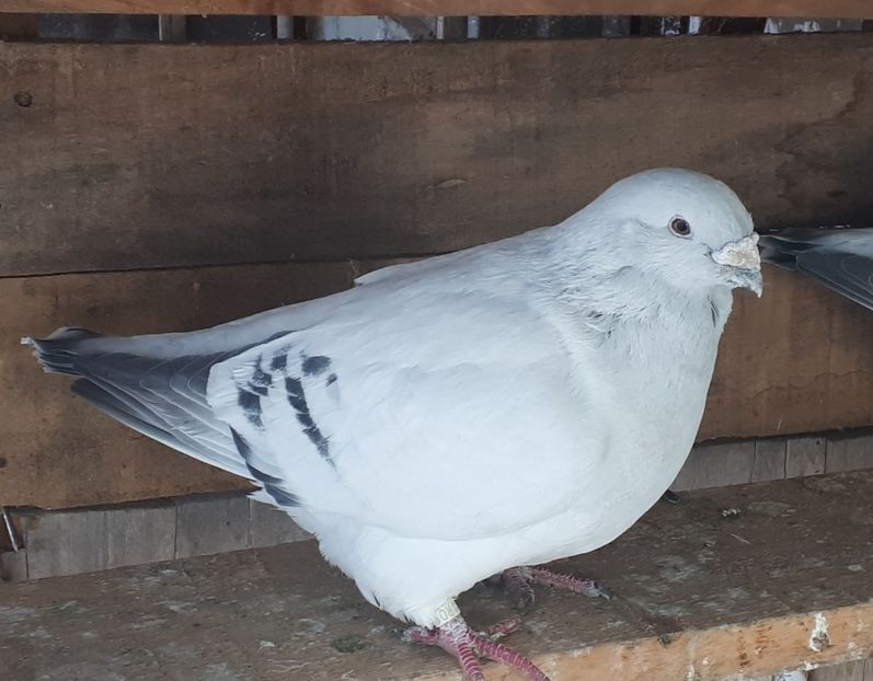 19 M 2015 - 2 Masculi pentru 2019