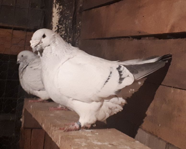 Gheara M 12 - 2 Masculi pentru 2019