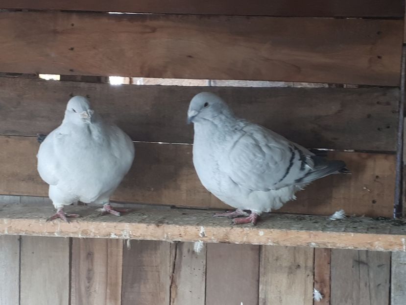 2 porumbei - VOIAJOR ROMANESC DE Frumusețe 2016