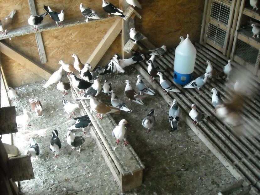  - DE PRIN PORUMBARIE