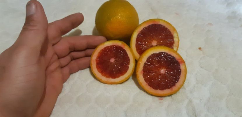 Citrus sinensis moro - Colectionaruldecitrice de vînzare