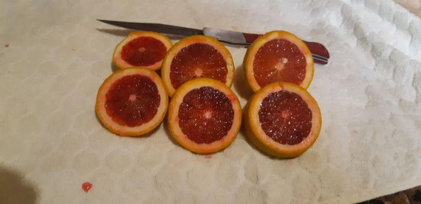 Citrus sinensis moro - Colectionaruldecitrice de vînzare