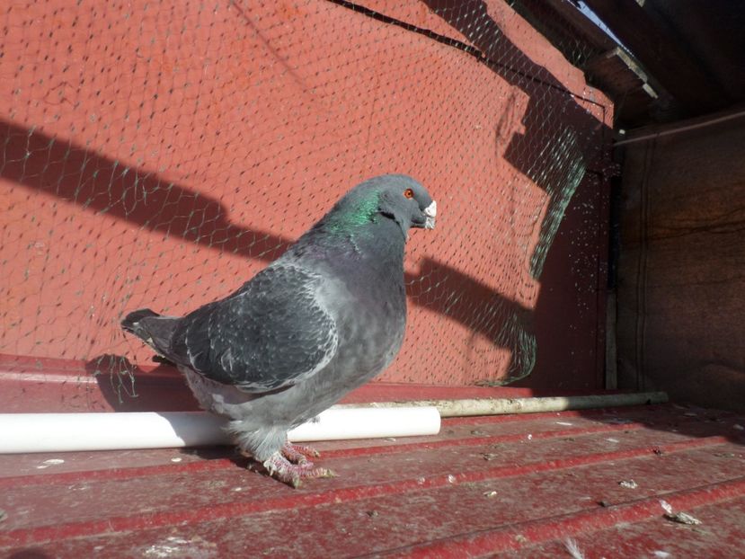 SAM_5368 - ARHIVA 2016 -2017-2o18-2019-2020