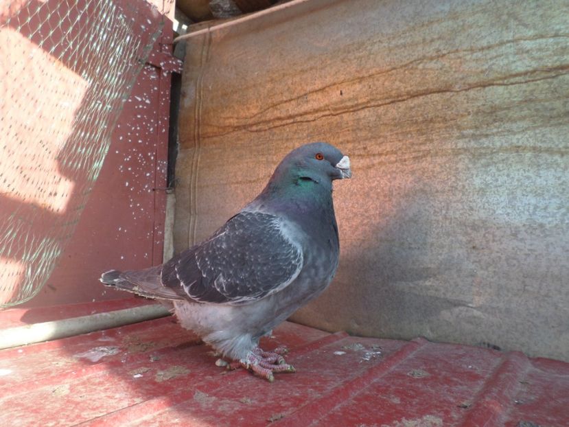 SAM_5370 - ARHIVA 2016 -2017-2o18-2019-2020