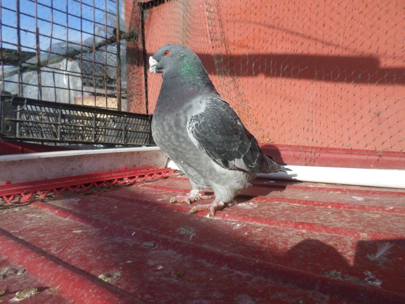 f   o18 - ARHIVA 2016 -2017-2o18-2019-2020