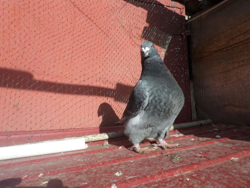 SAM_5393 - ARHIVA 2016 -2017-2o18-2019-2020