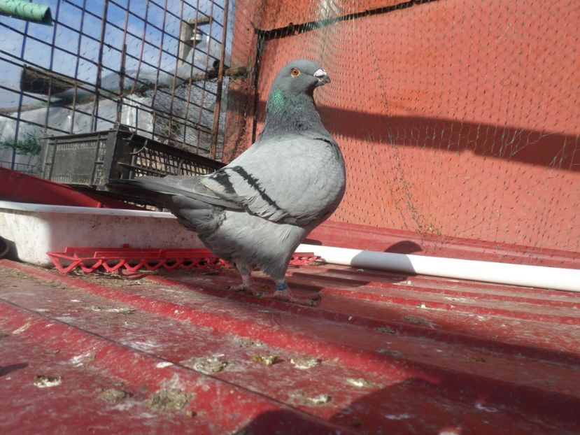 fem 2019 - AGH PERECHI 2020