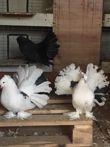 44979660_248297379374575_2252996241250058240_n (1) - ROTATI INDIENI