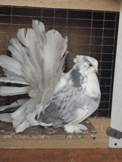 44976658_358036238301797_4829921866606968832_n (1) - ROTATI INDIENI