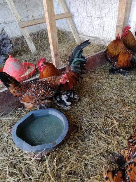  - Mii de flori porțelan