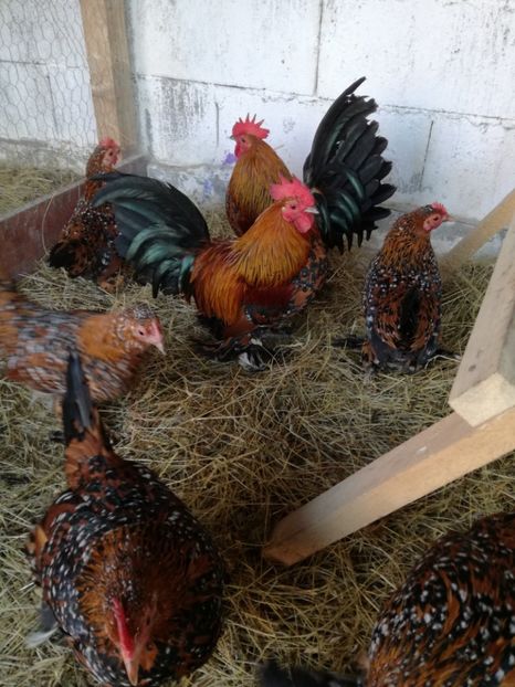  - Mii de flori porțelan