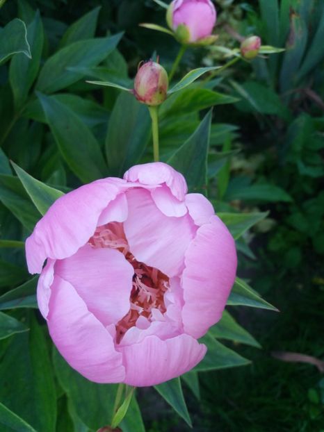  - Bujorii mei în 2018