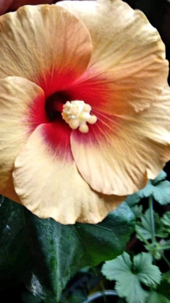  - Hibiscus Necunoscut 1