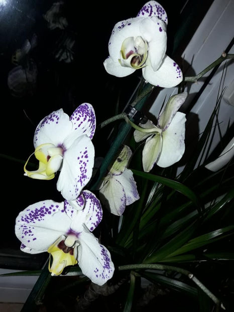  - Orhidee